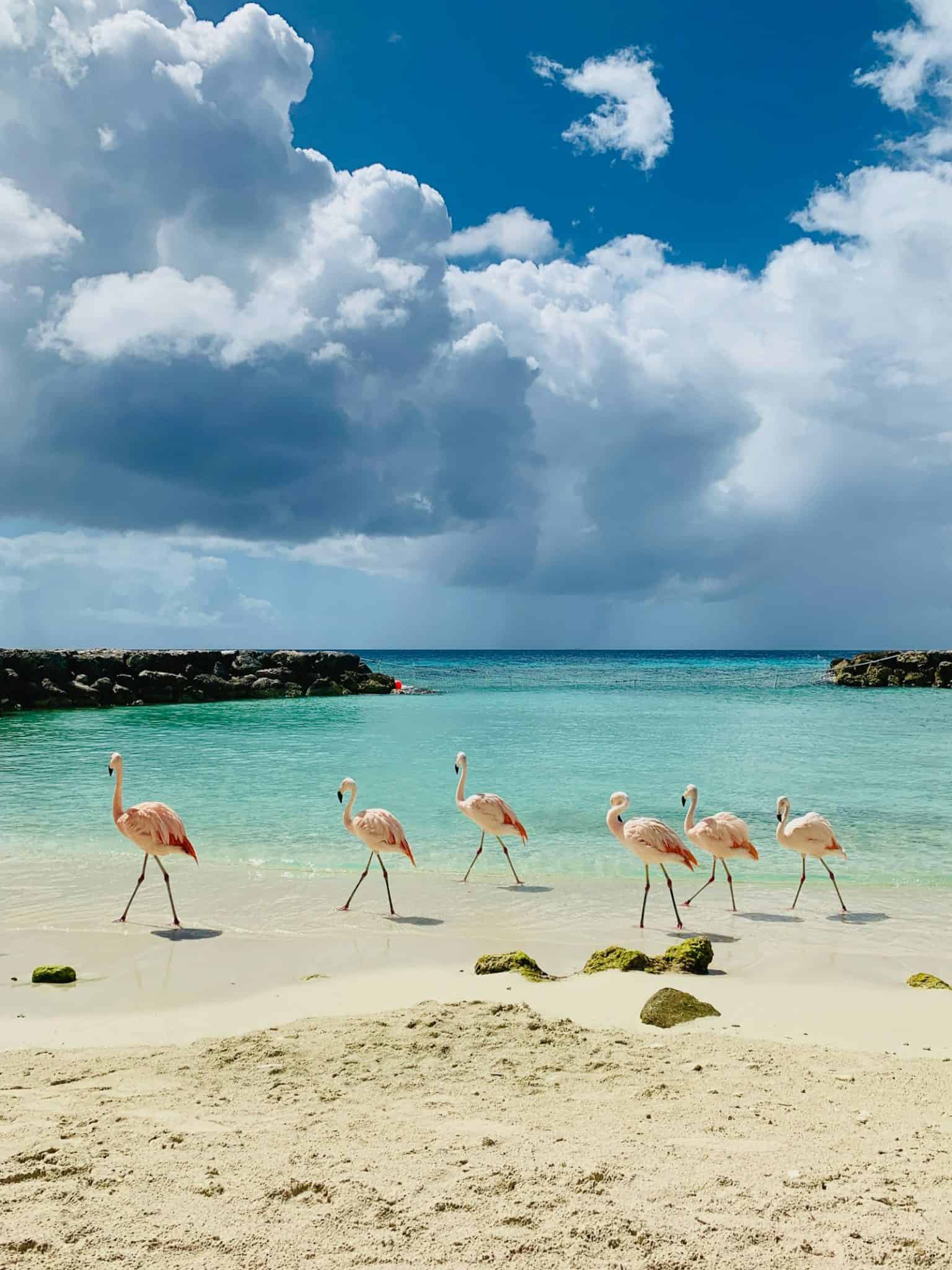 Turquoise water and white sand along the Aruba coastline