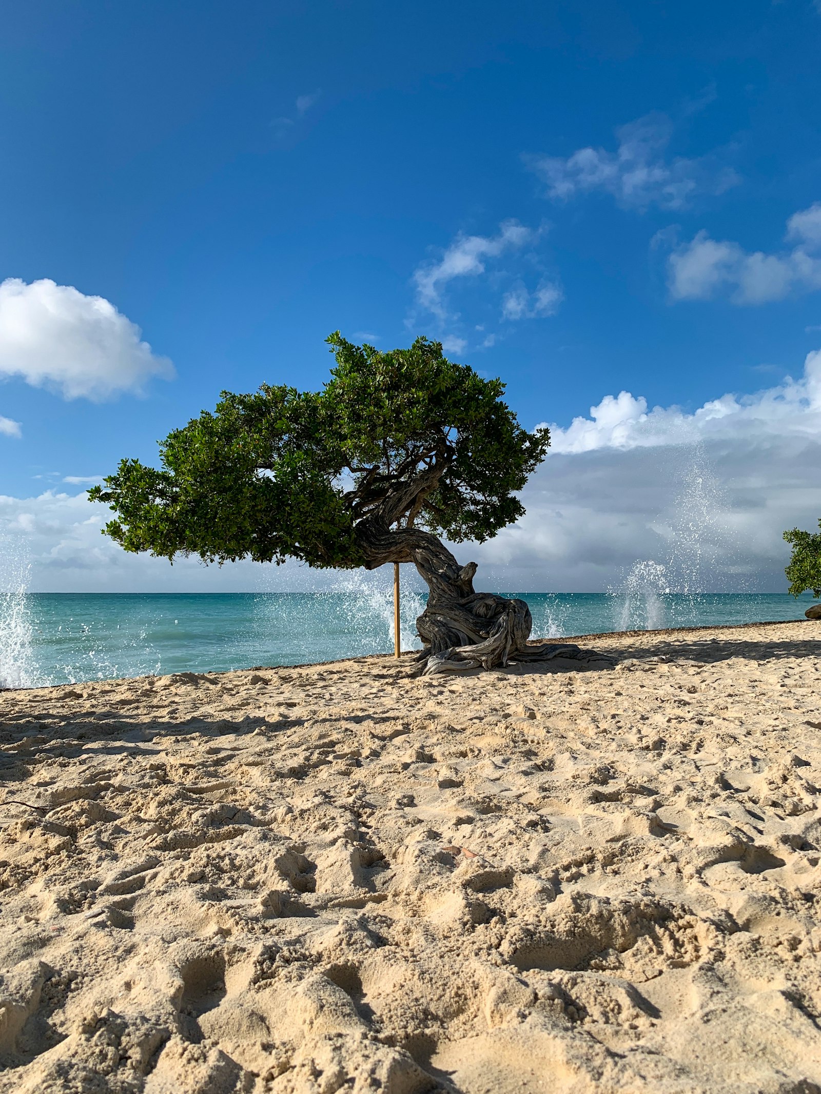 Eagle Beach with iconic divi-divi tree in Aruba