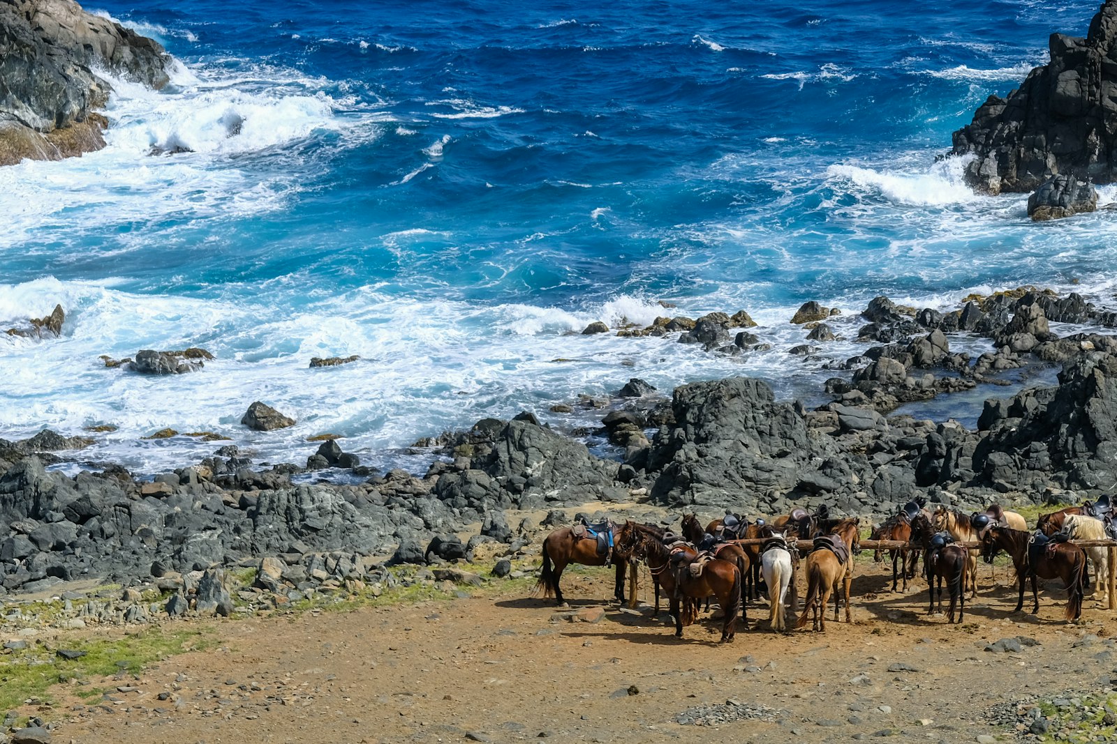 Horseback riding along the Aruba coastline