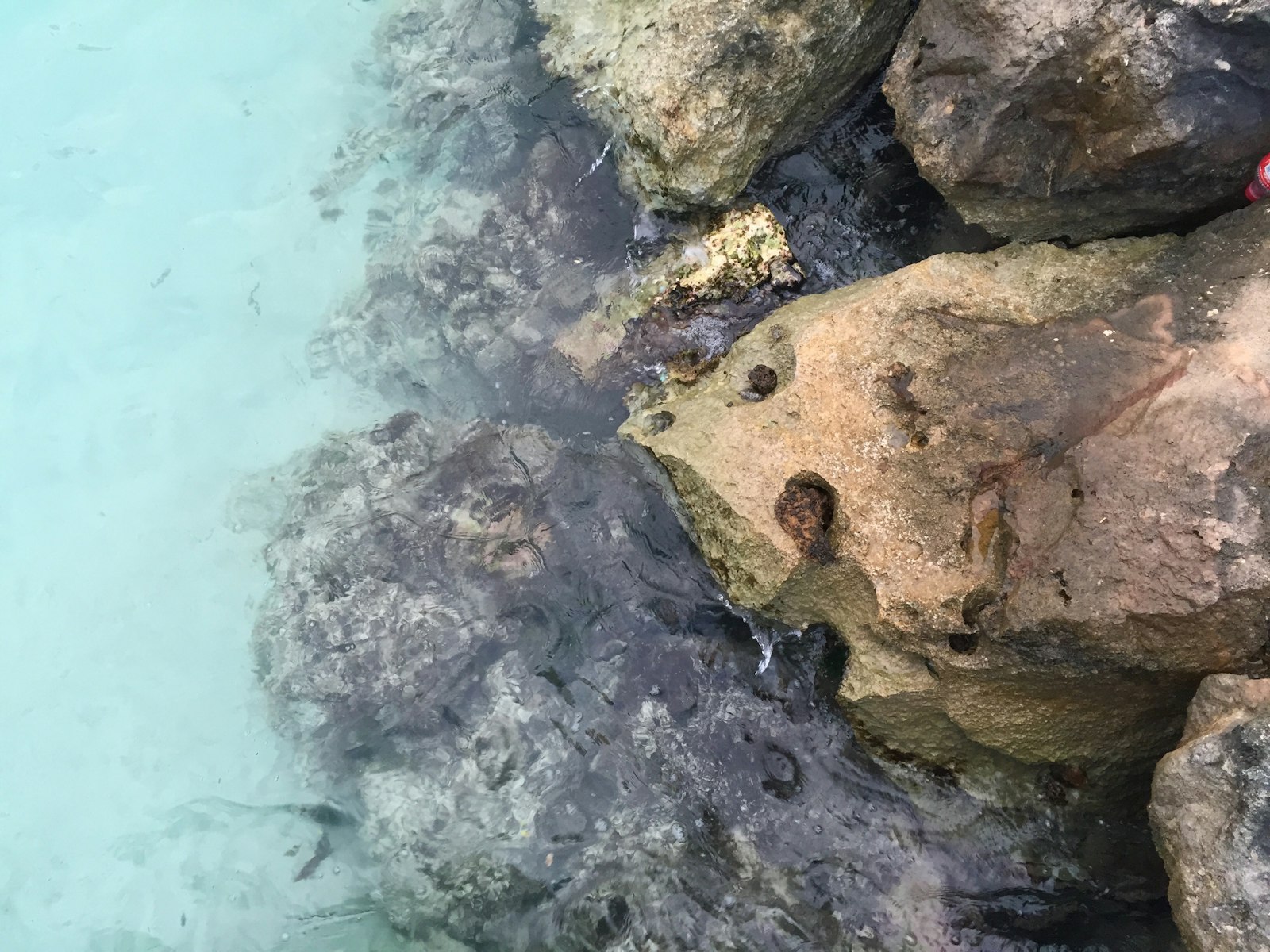 Snorkeling in the clear waters of Aruba