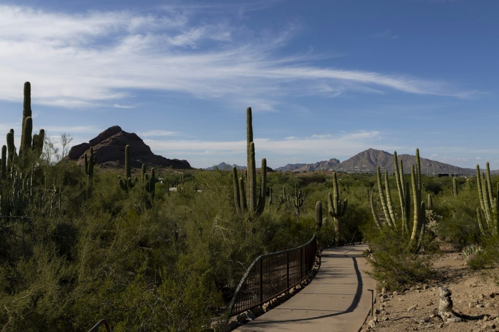 Desert landscape and trail