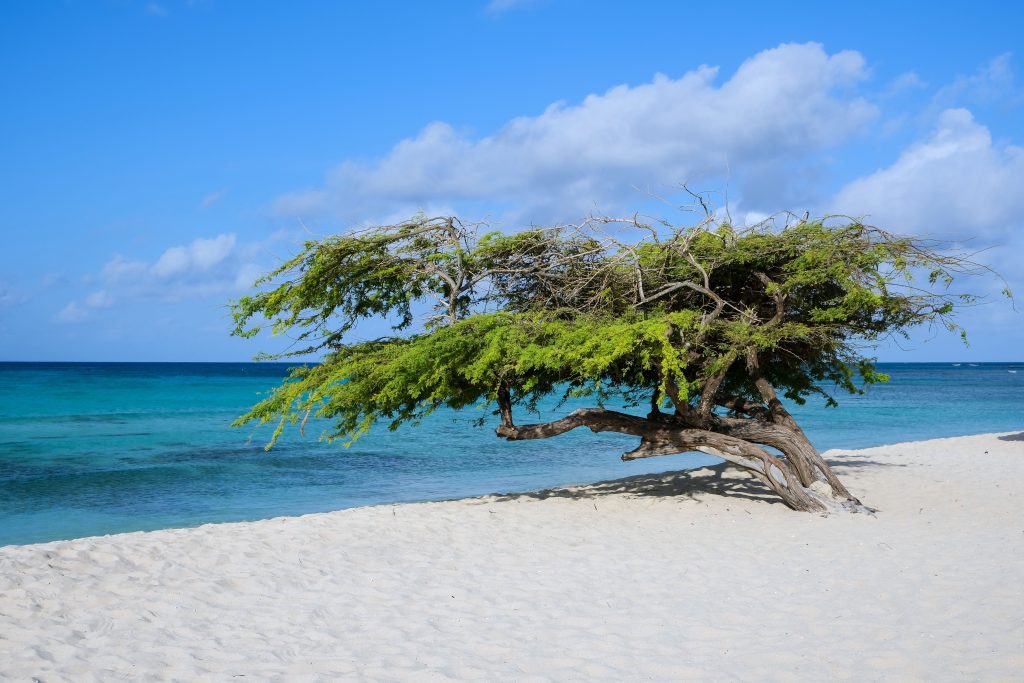 Turquoise Aruba coastline
