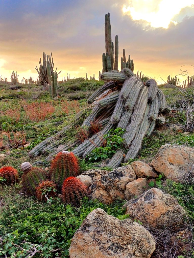 Cruise Excursions in Aruba